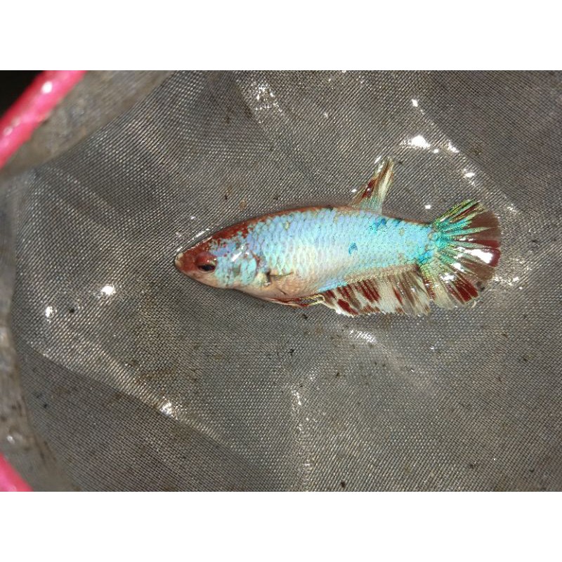 CUPANG COOPER GOLD (FEMALE)