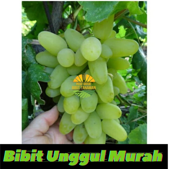Paling Murah! bibit anggur harold Grafting Siap Berbuah