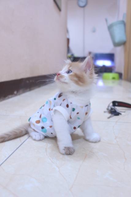 Baju katun motif polkadot lucu untuk kucing dan anjing / baju kucing murah size S M L XL