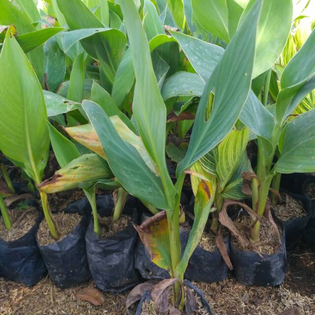 Tanaman hias kana hijau - tanaman pisang kana