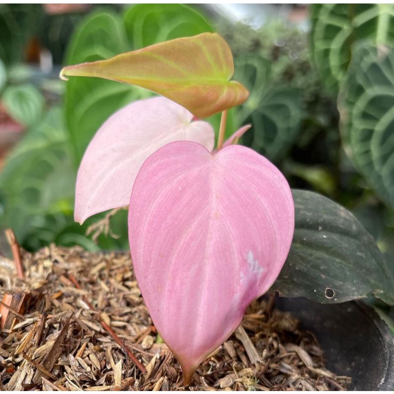 Tanaman hias Philodendron Michans Pink - Philodendron Mican pink
