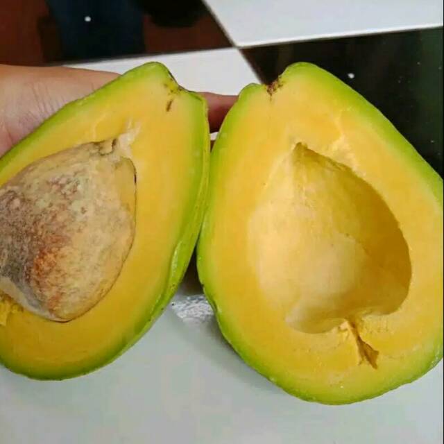 

Buah alpukat kondisi blum matang 1KG