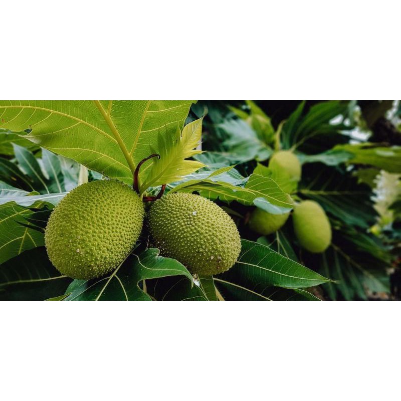 

DAUN SUKUN SEGAR 1KG MURAH