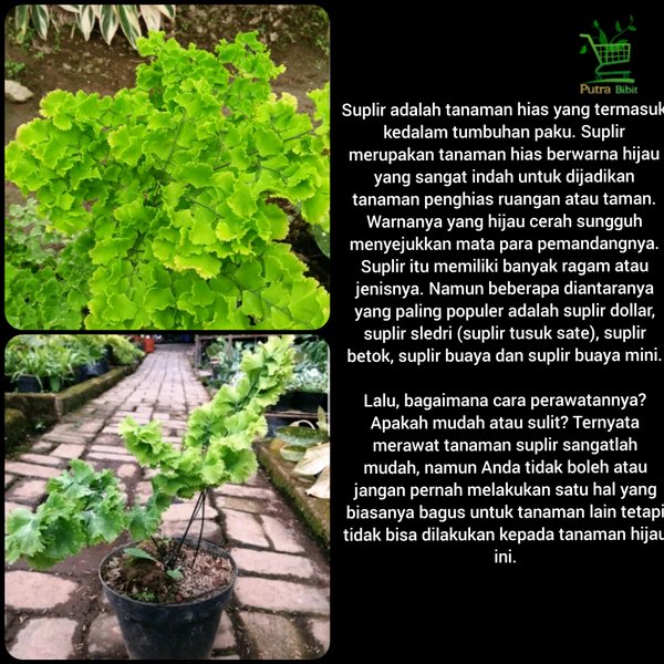 Tanaman Hias Suplir Betok Pohon Daun Unik Maidenhai Shopee Indonesia