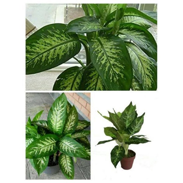 bunga hias sri rejeki