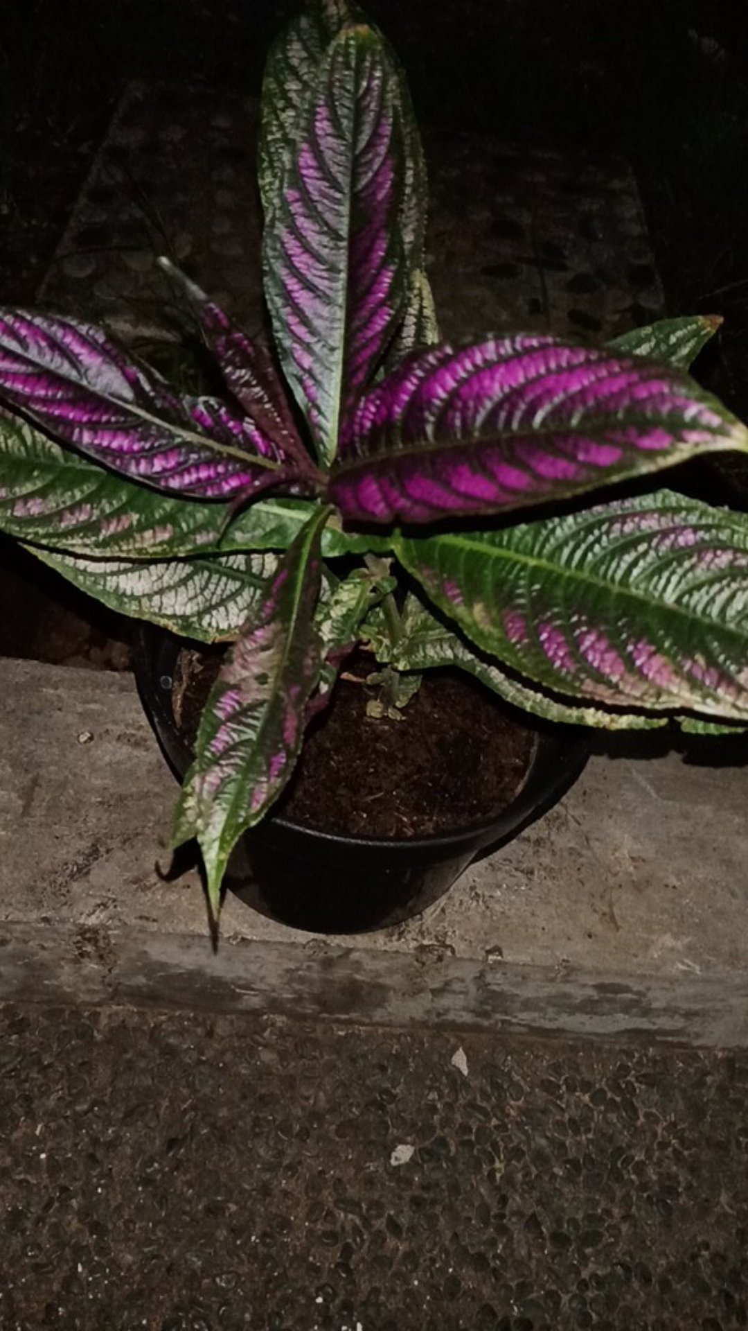 Parisian Shield Murah Promo !!!! Buruan !!!!