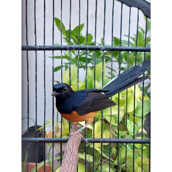 Murai Batu Bahorok pastol Usia 5-6 bln