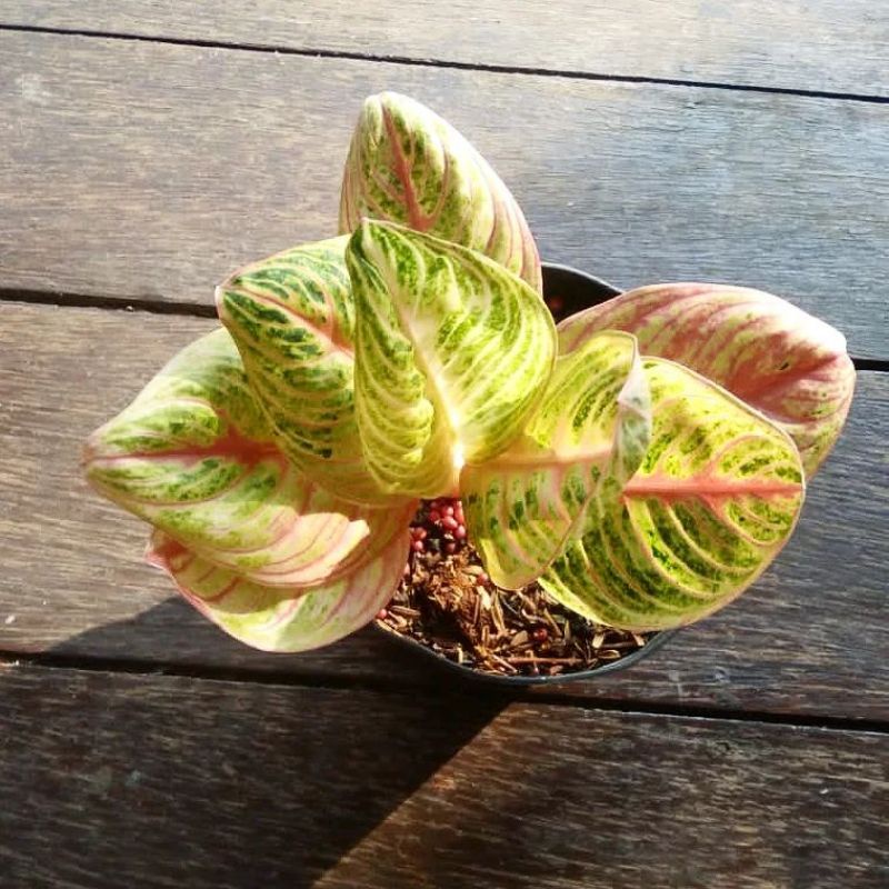 Aglaonema Baby/Anakan Marsha Anjani