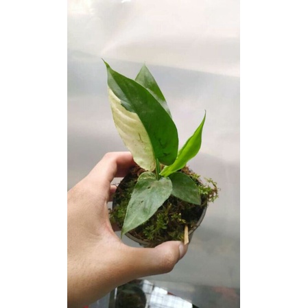 homalomena varigata