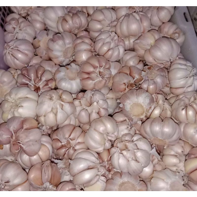 

Bawang putih kering/bersih
