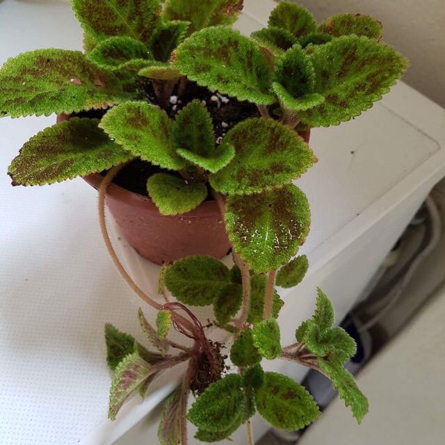 Bunga Episcia Emerald Velvet Tanaman Hias Bunga Episcia Import Bunga Murah