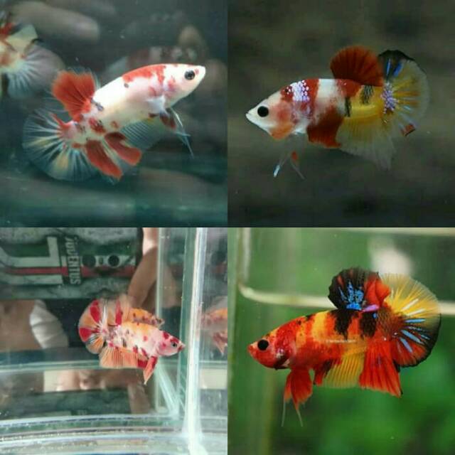 Anakan Burayak Ikan Cupang Nemo Emerald Galaxy Male Jantan Shopee Indonesia