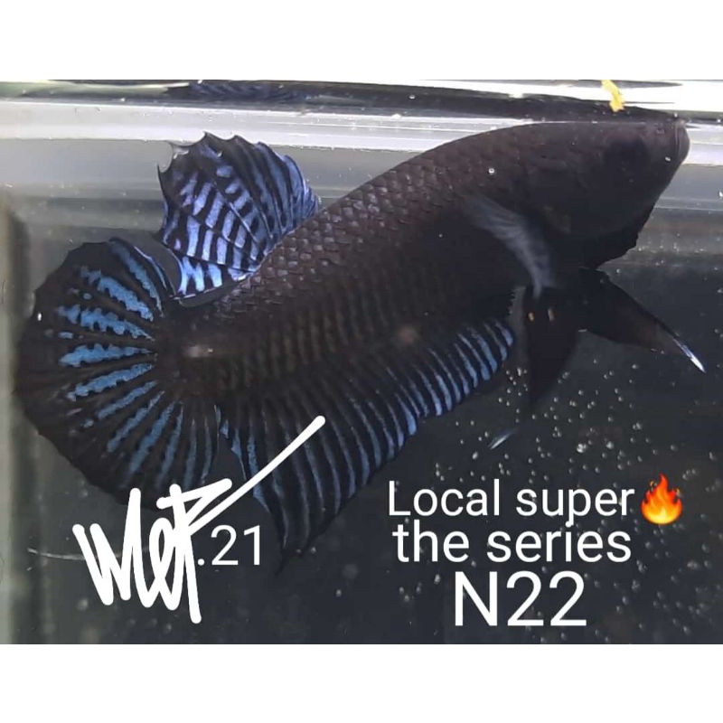 ikan cupang aduan local super high quality