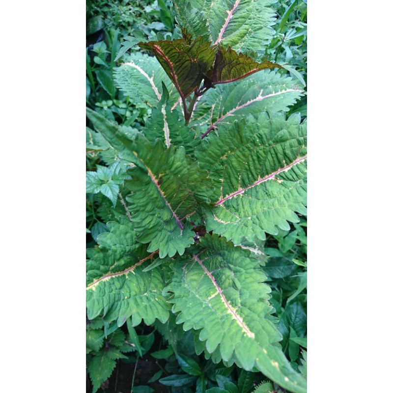 miana / tanaman hias / bunga miana