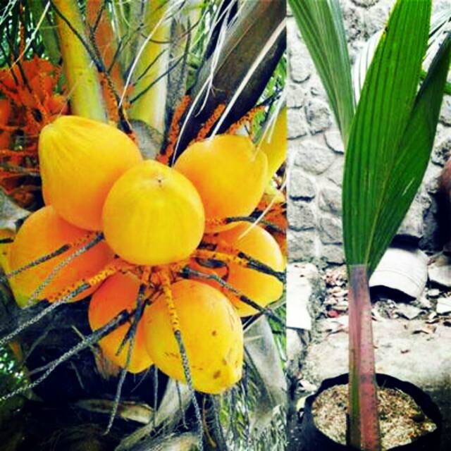 bibit kelapa gading