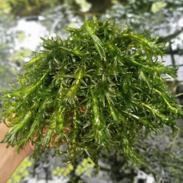 Hidrilla tanaman aquascape hiasan aquarium aksesoris aquascape tanaman hidup