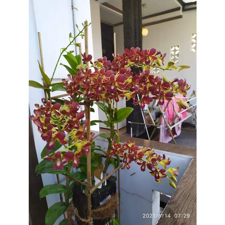 anggrek dendrobium bertachong 35k
