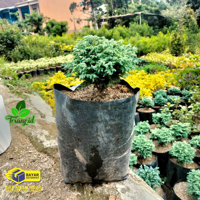 tanaman hias bonsai cemara perak rimbun