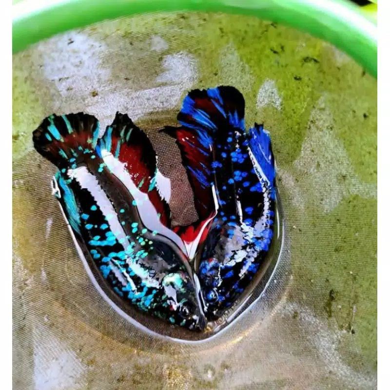 ikan cupang Avatar Gordon