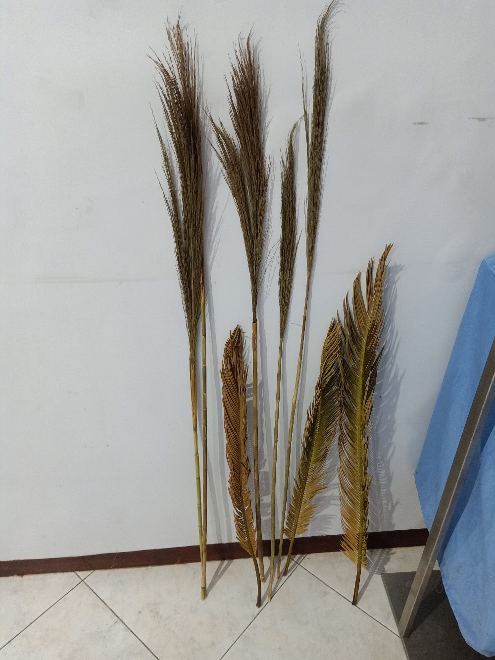 Daun Kering#sikas#mawar Jambe Original