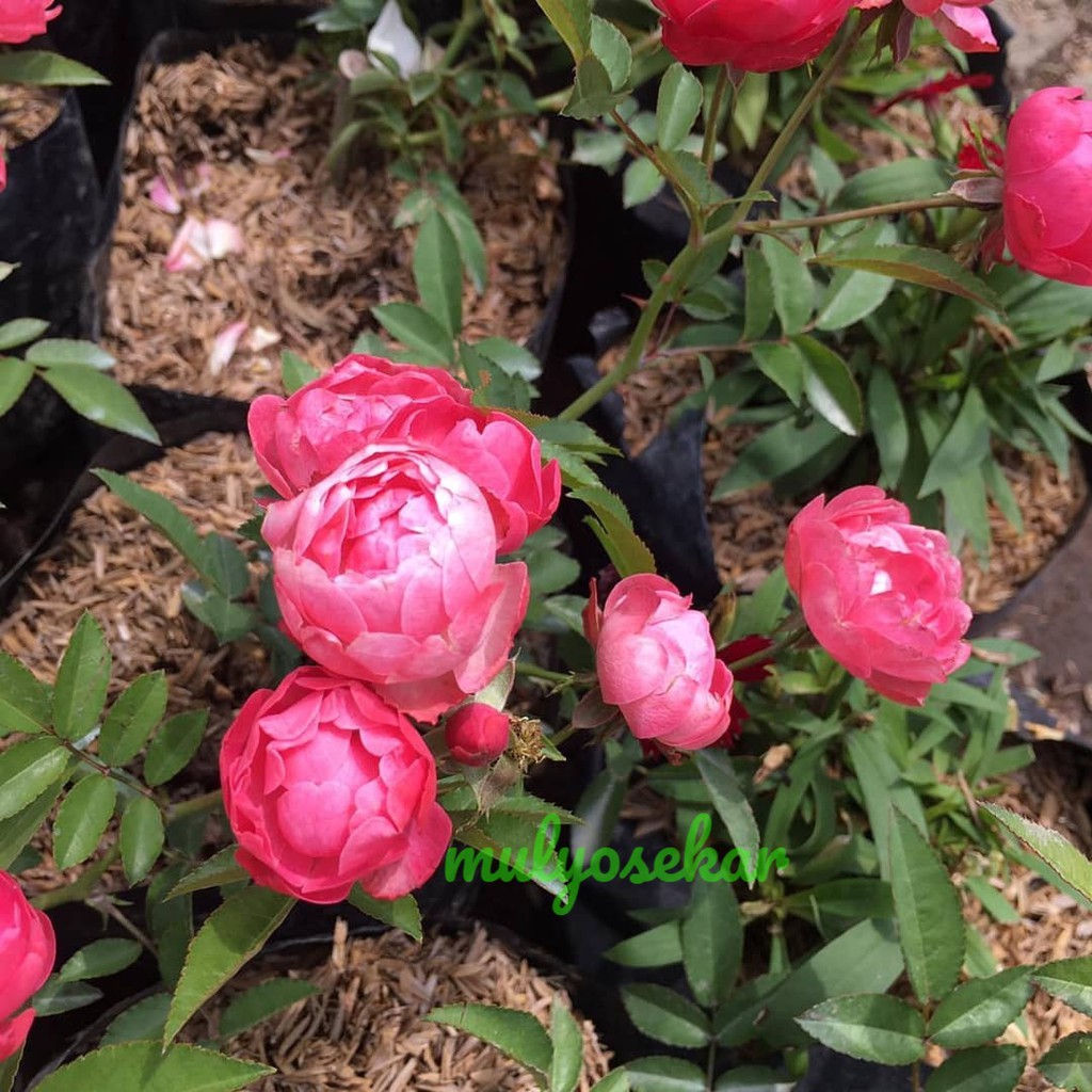 tanaman bunga Mawar kubis pink berbunga rose - Mawar Hidup Berlabel &amp; Bergaransi