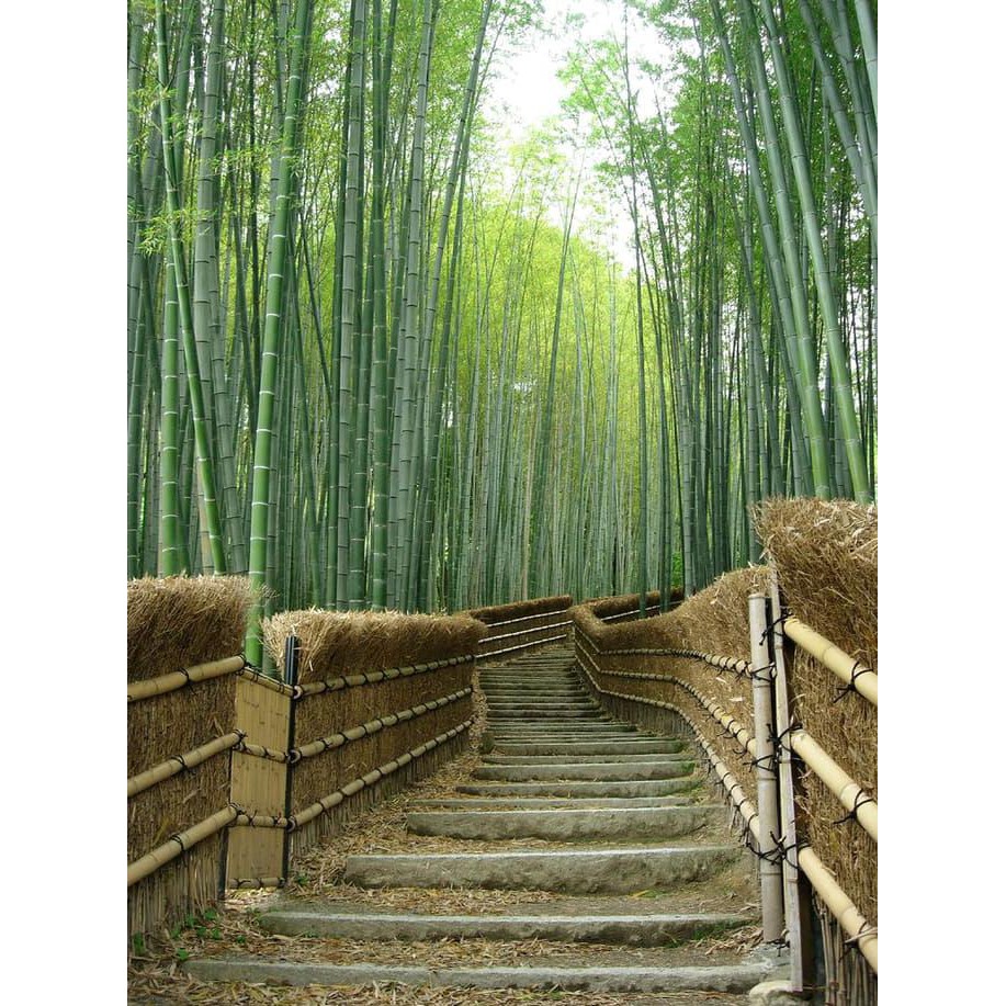 Diskon Repro Gambar Lukisan Hutan Bambu Bamboo Panda Hoki Uang