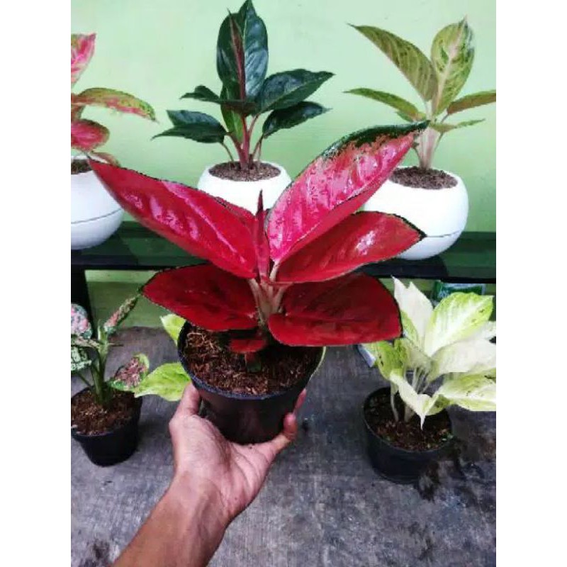 AGLONEMA SUKSOM JAIPONG STANG PENDEK