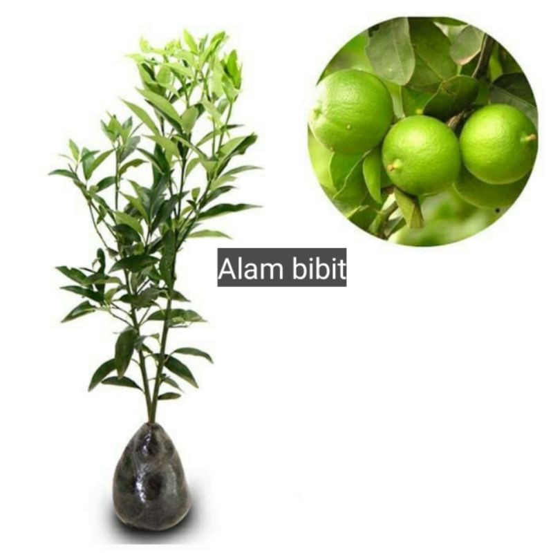 Bibit buah jeruk nipis