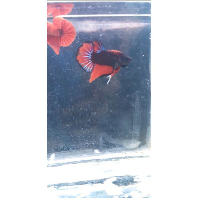 cupang hias plakat black vampire