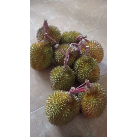 

DurianRipto