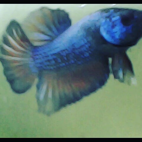 Ikan Cupang Plakat Mustard Gas