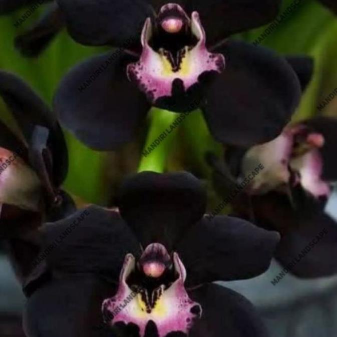 ✅Boleh Dimiliki❤️ Seedling Anggrek Dendrobium Black Papua - Hitam Papua ♚✅