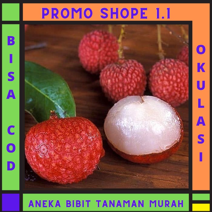 Bibit Leci Dataran Rendah