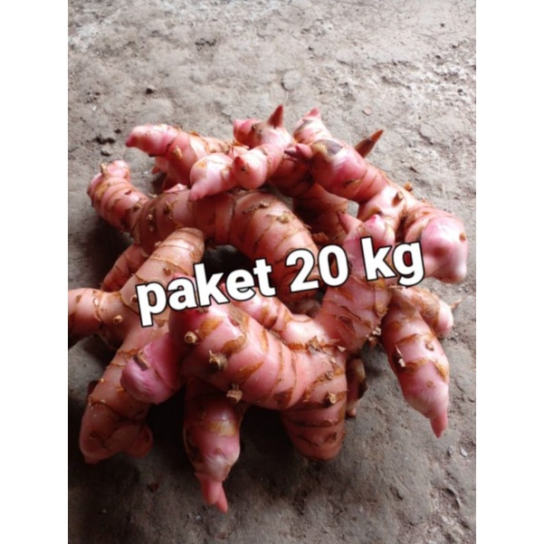 

lengkuas merah/laja segar packing (20 kg)