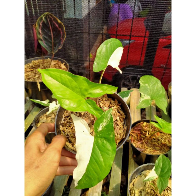 Tanaman hias Syngonium Varigata Albo - Syngonium Varigata