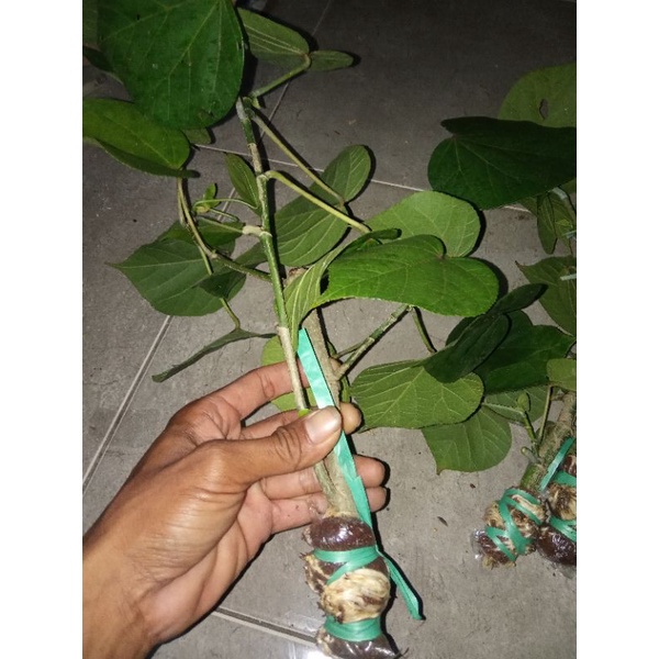 Waru India Turun Cangkok