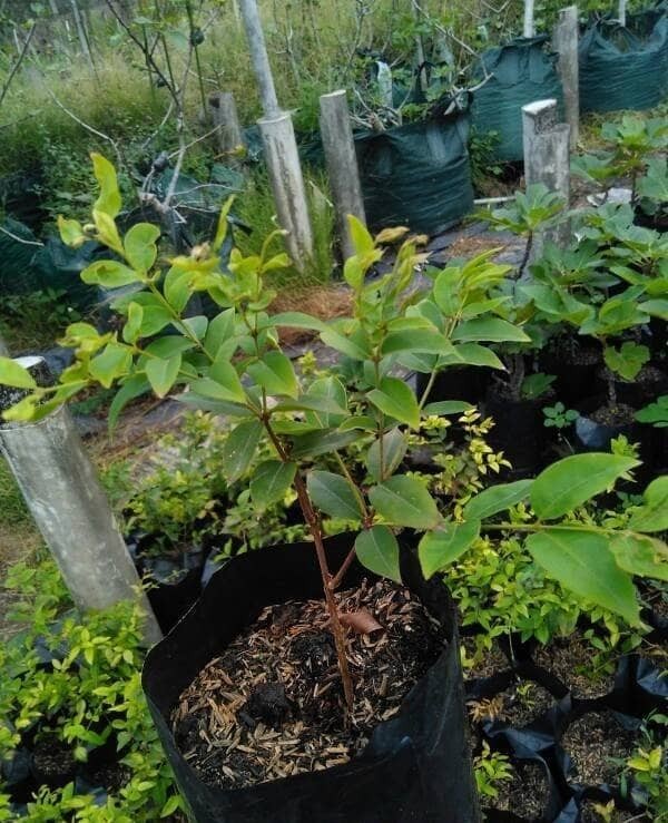 Bibit anggur brazil / pohon anggur hitam