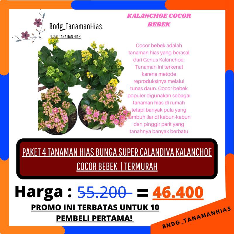 PAKET 4 WARNA BUNGA SUPER CALANDIVA KALANCHOE COCOR BEBEK WARNA RANDOM | TERMURAH!