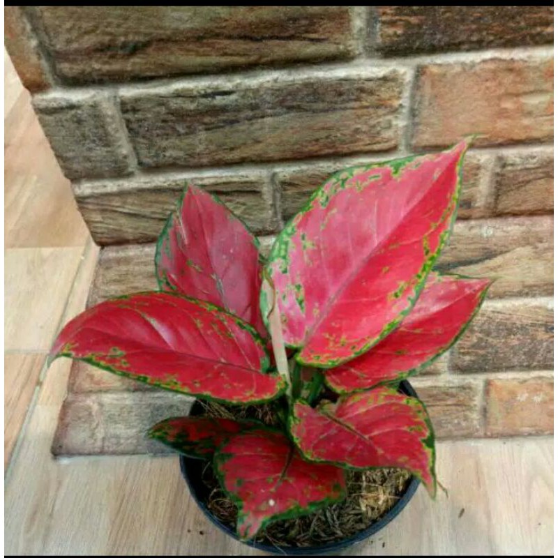 tanaman hias aglonema red anjamani tanaman hias aglonema