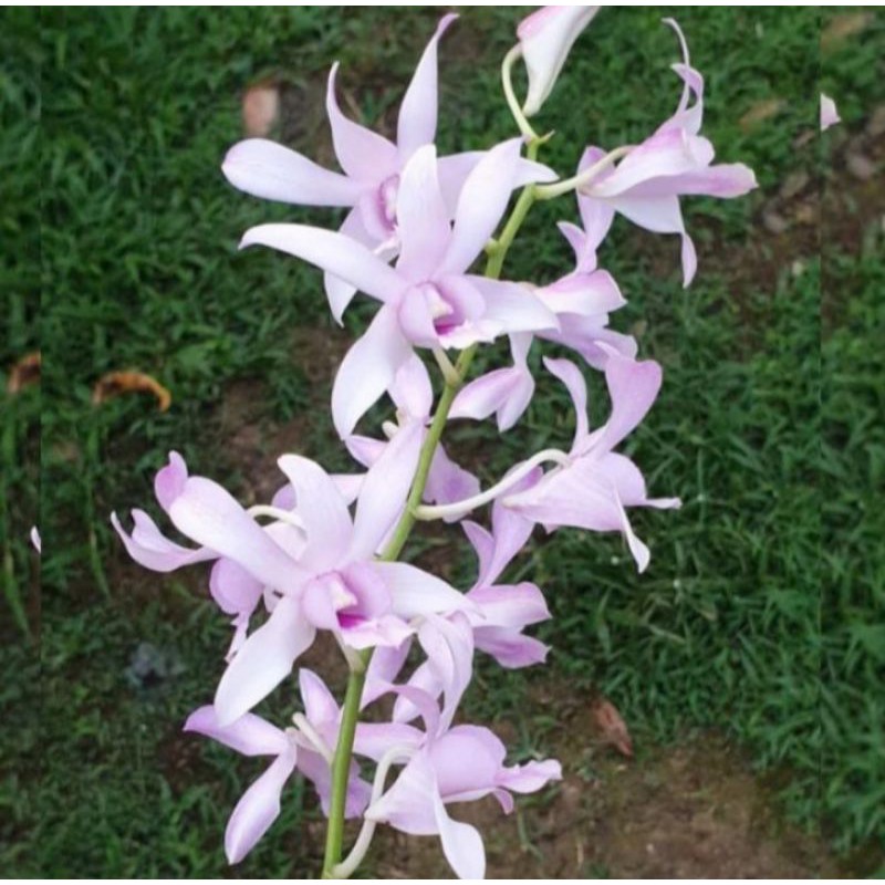 tanaman hias anggrek dendribium chanel harum