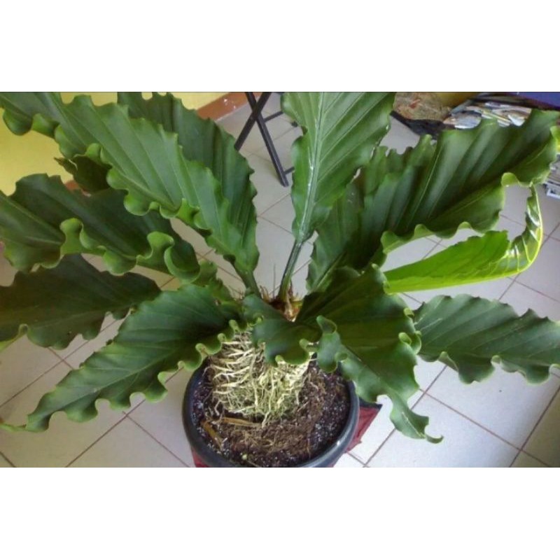 Tanaman hias gelombang cinta