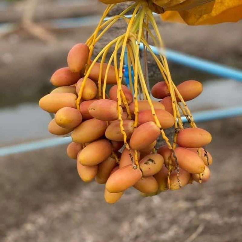 Bibit Kurma KL1 Thailand