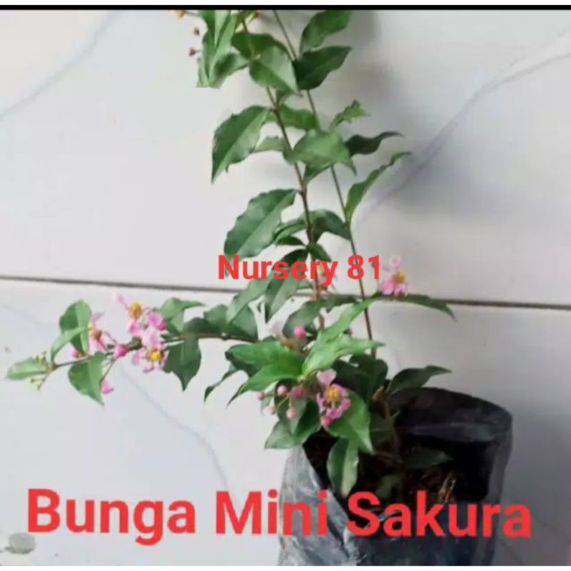Bibit bunga sakura mikro