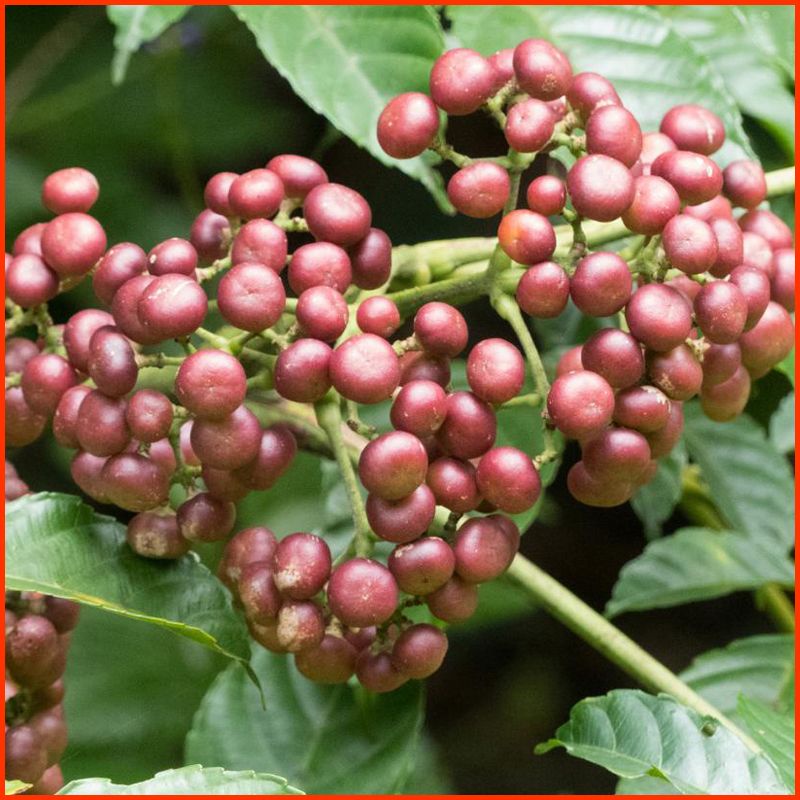 Bibit Buah Girang girang 1kg - Bibit Buah Sulangkar - Leea Indica