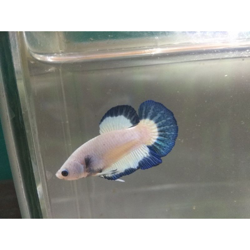 

Ikan Cupang Blue rim