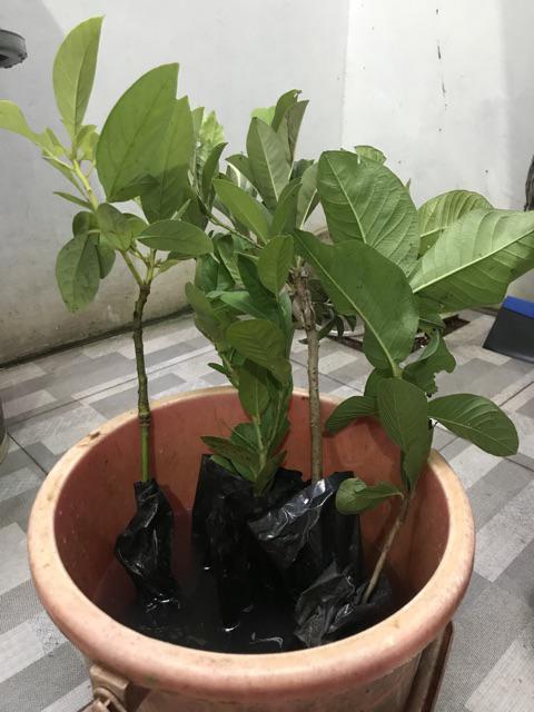 Bibit/tanaman Jeruk California Import/bibit Unggul Jeruk California Hasil Okulasi