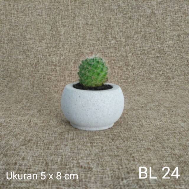 Pot kaktus mini | kaktus kecil | kaktus indoor | souvenir kaktus