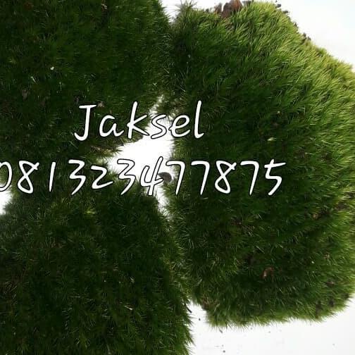 ✭ LUMUT HIDUP / FOREST MOSS 1kg ☃