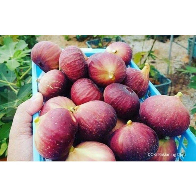 

BUAHTIN merah ( 1 kg )