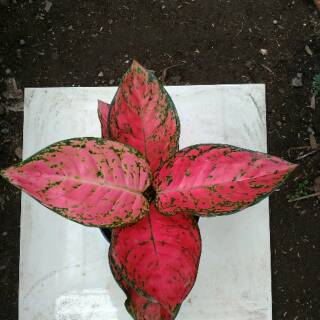 Aglonema WULANDARI Shopee Indonesia Aglonema WULANDARI Shopee Indonesia